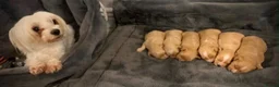 Maltipoo dogs for sale: 🐾Maltipoo puppy’s 🐾  - Advert 7