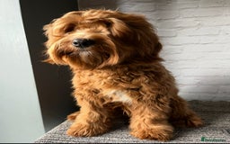 Mixed Breed dogs for sale: Mini Australian Golden Doodles  - Image 17