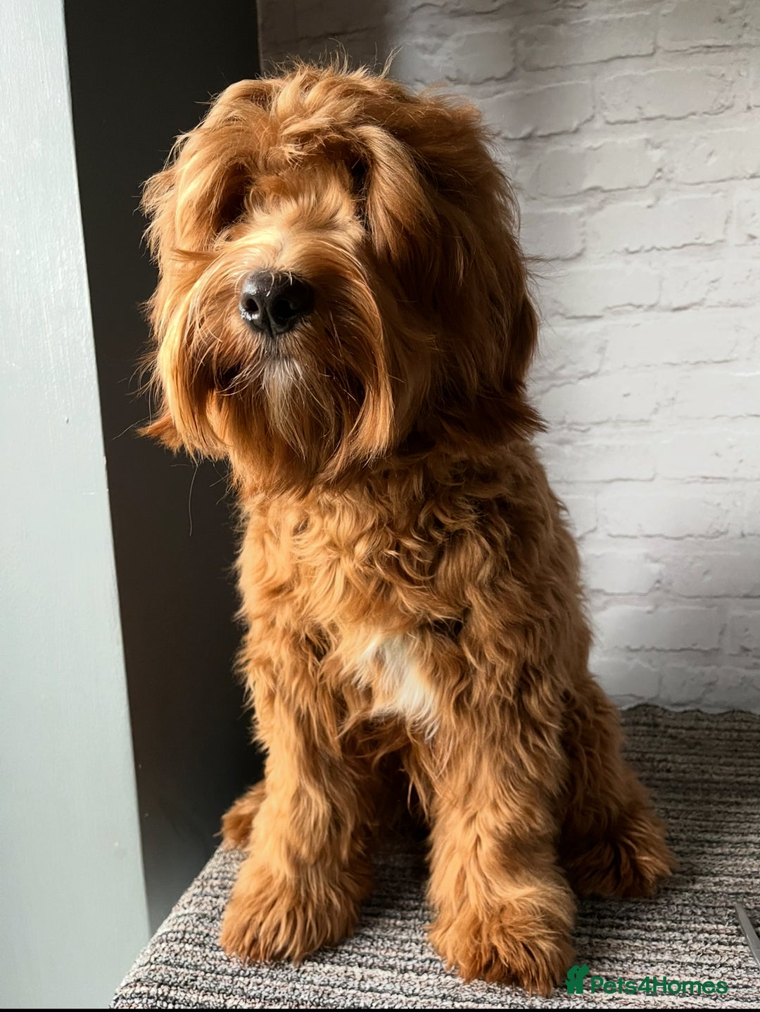 Mixed Breed dogs for sale: Mini Australian Golden Doodles  - Image 17
