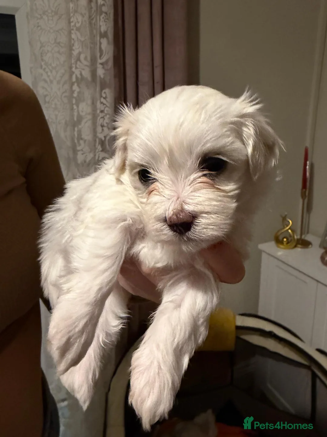 Maltese dogs for sale: Maltese babies - Advert 28