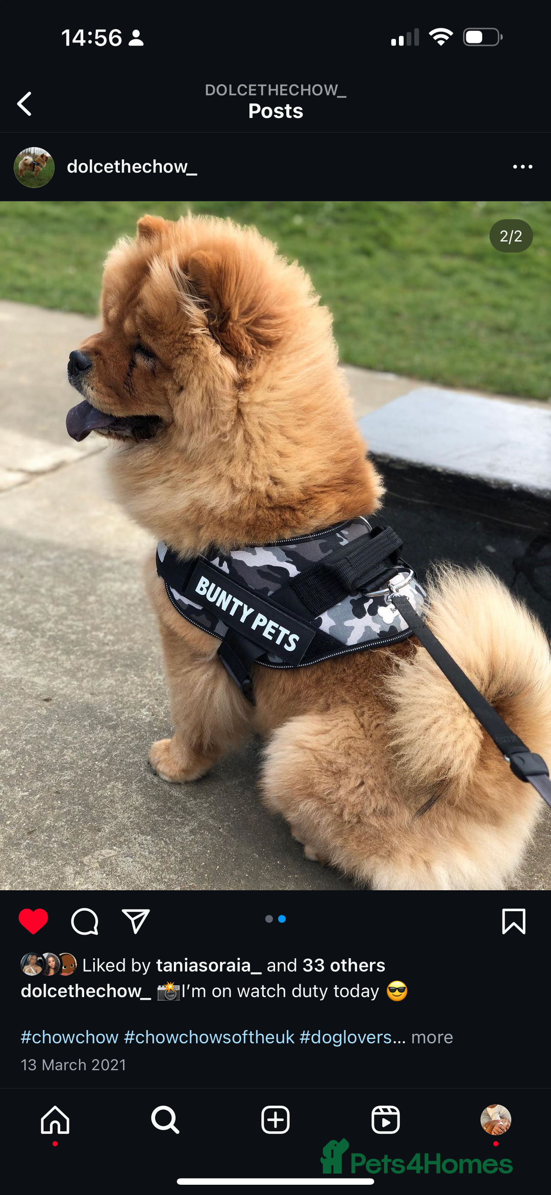 Chow Chow dogs for sale: Beautiful red girl chow chow (no small pets)  - Image 4