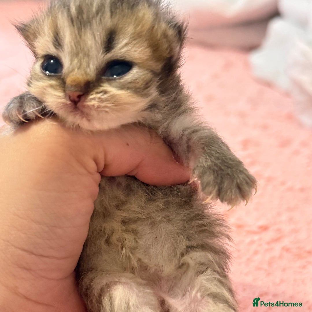 Persian cats for sale: Persian chinchilla kittens  - Image 5