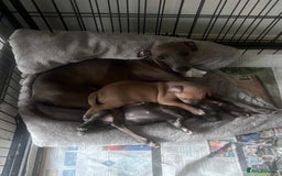 Italian Greyhound dogs for sale: Italian greyhound puppies  - Image 7