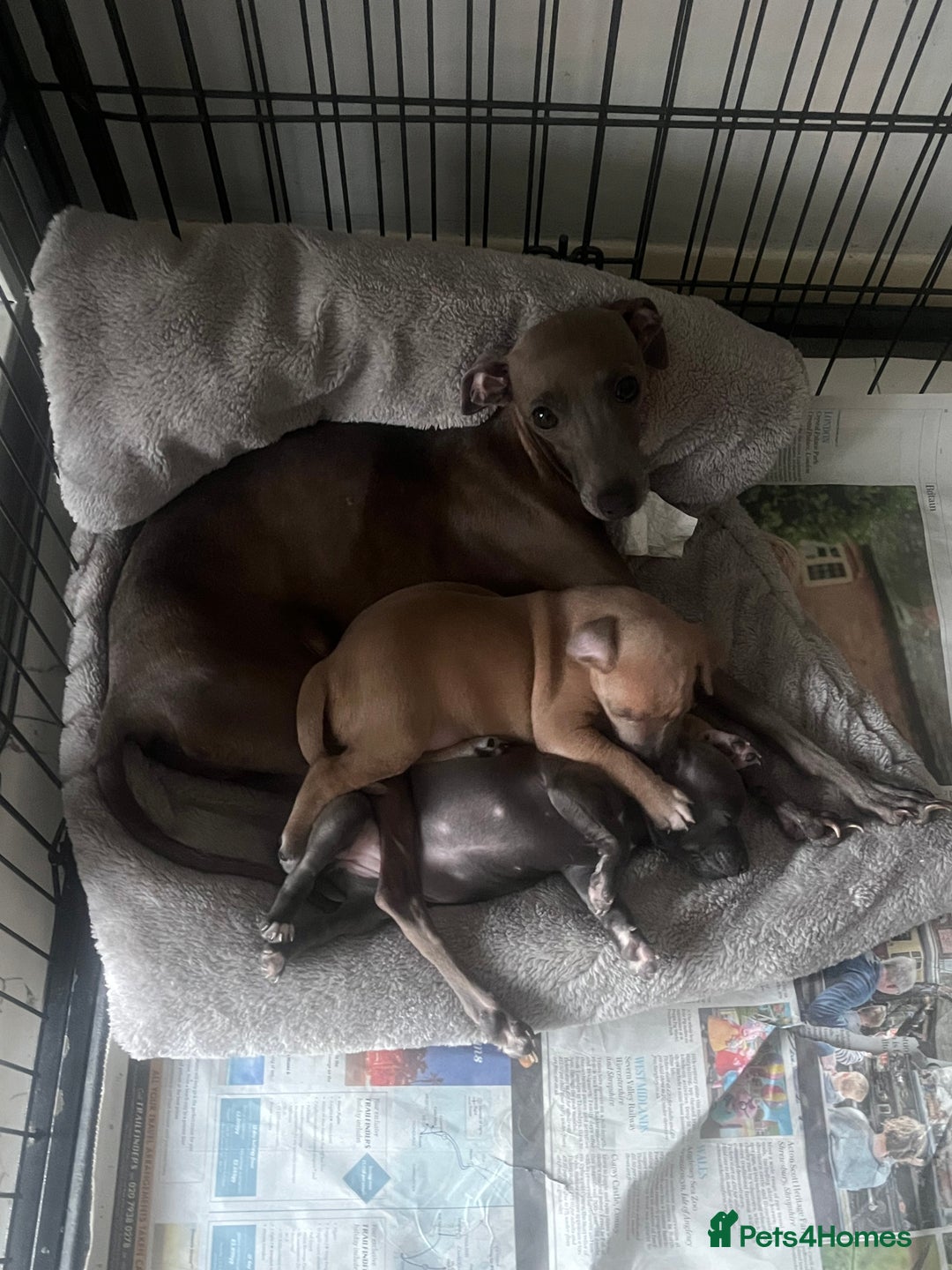 Italian Greyhound dogs for sale: Italian greyhound puppies  - Image 7