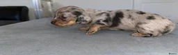 Miniature Dachshund dogs for sale: Miniature dachshund pups - Advert 10