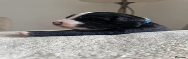 Mixed Breed 3