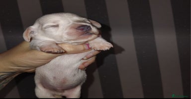 Miniature Dachshund dogs - Advert 11