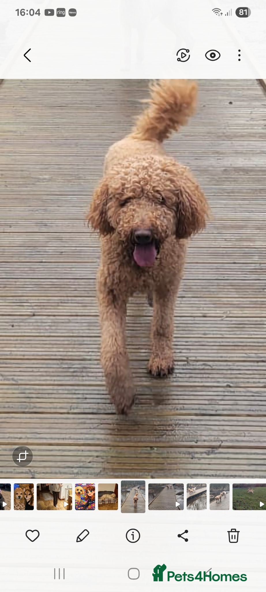 Goldendoodle dogs Beautiful F2b Goldendoodle puppies - Advert 1