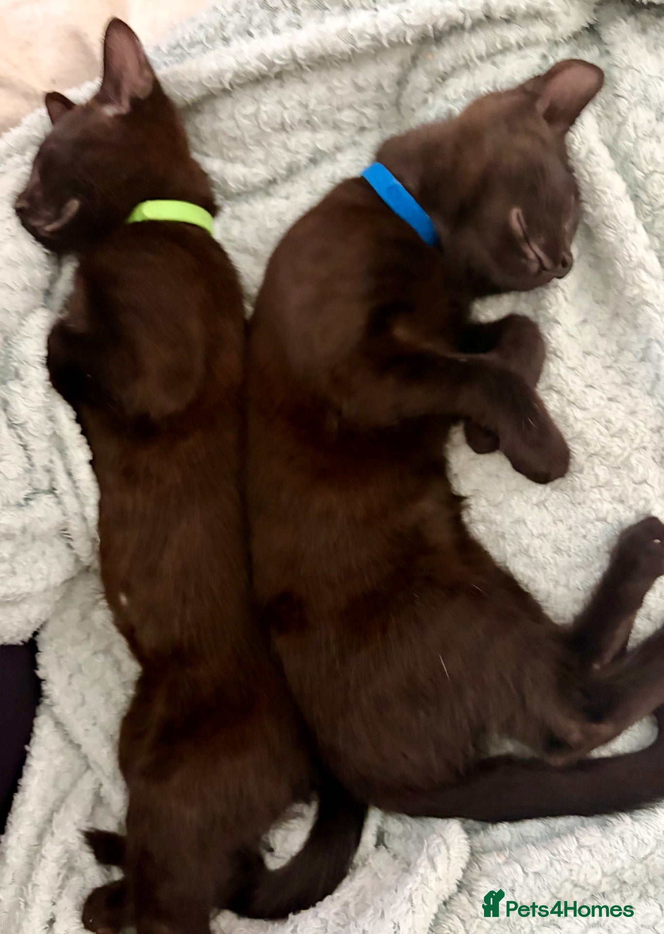 Mixed Breed cats Precious Slinky Fur Babies - Advert 14