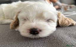 Cavapoo dogs for sale: 1 Female 4 Male - Image 1