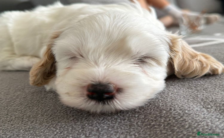 Cavapoo dogs - Advert 2