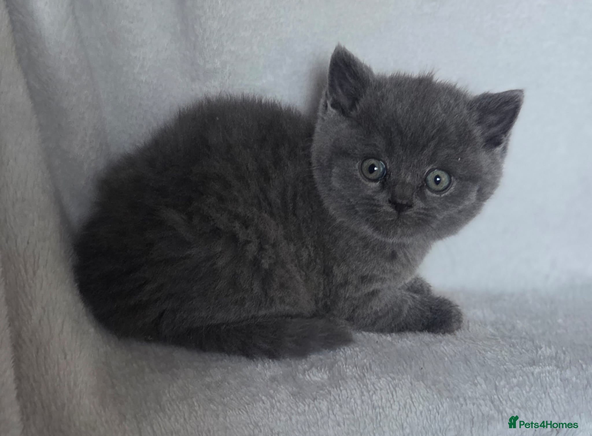 British Shorthair cats Beautiful british shorthair kittens  - Advert 3