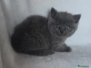 British Shorthair cats Beautiful british shorthair kittens - Advert 3
