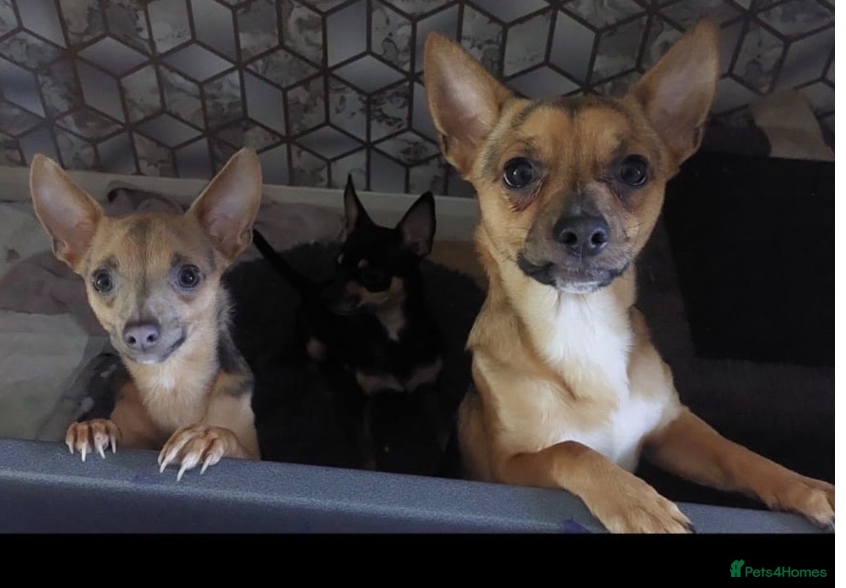 Jack Chi dogs Rehoming x 2 males  - Advert 4