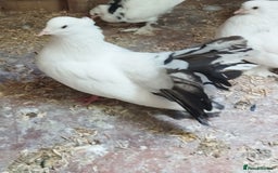 Pigeons birds for sale: Lovely fantails for sale  - Image 3
