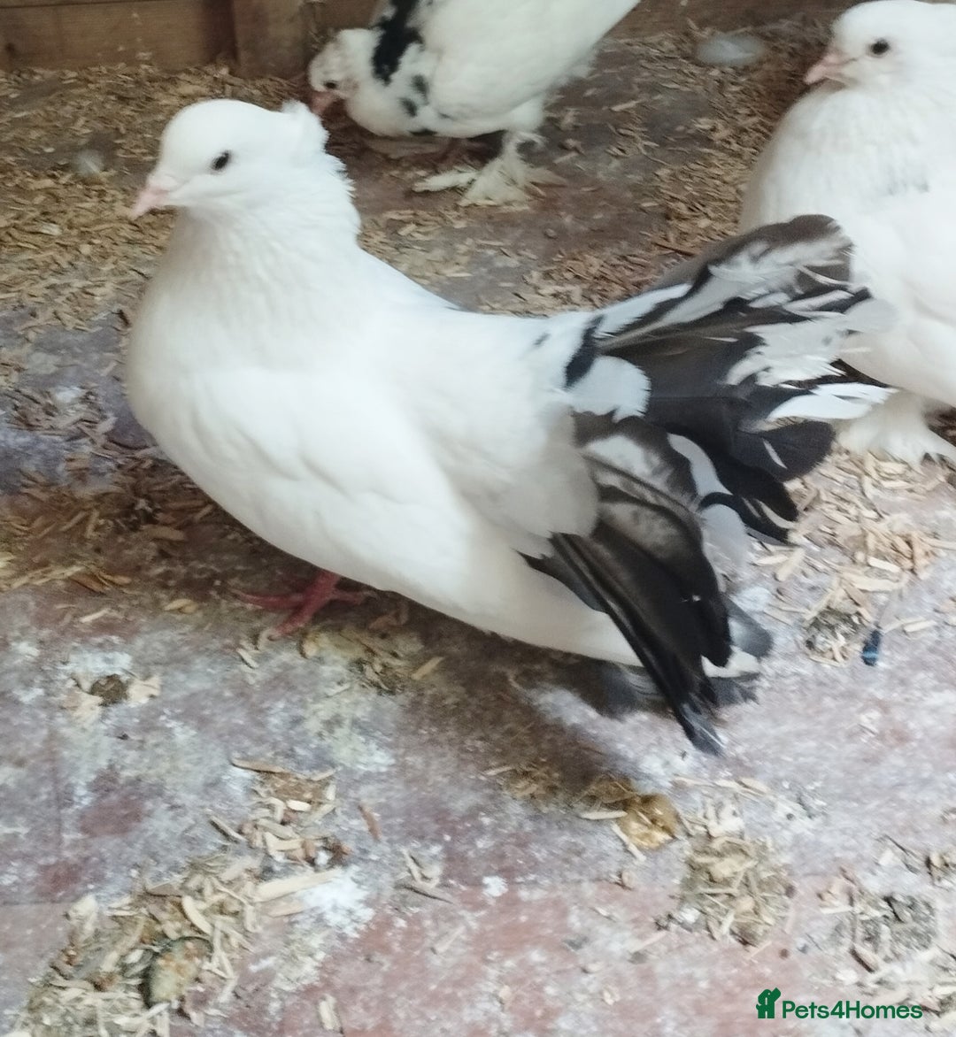 Pigeons birds for sale: Lovely fantails for sale  - Image 3