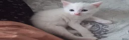Siberian cats for sale: 4 kittens for sale - Advert 3