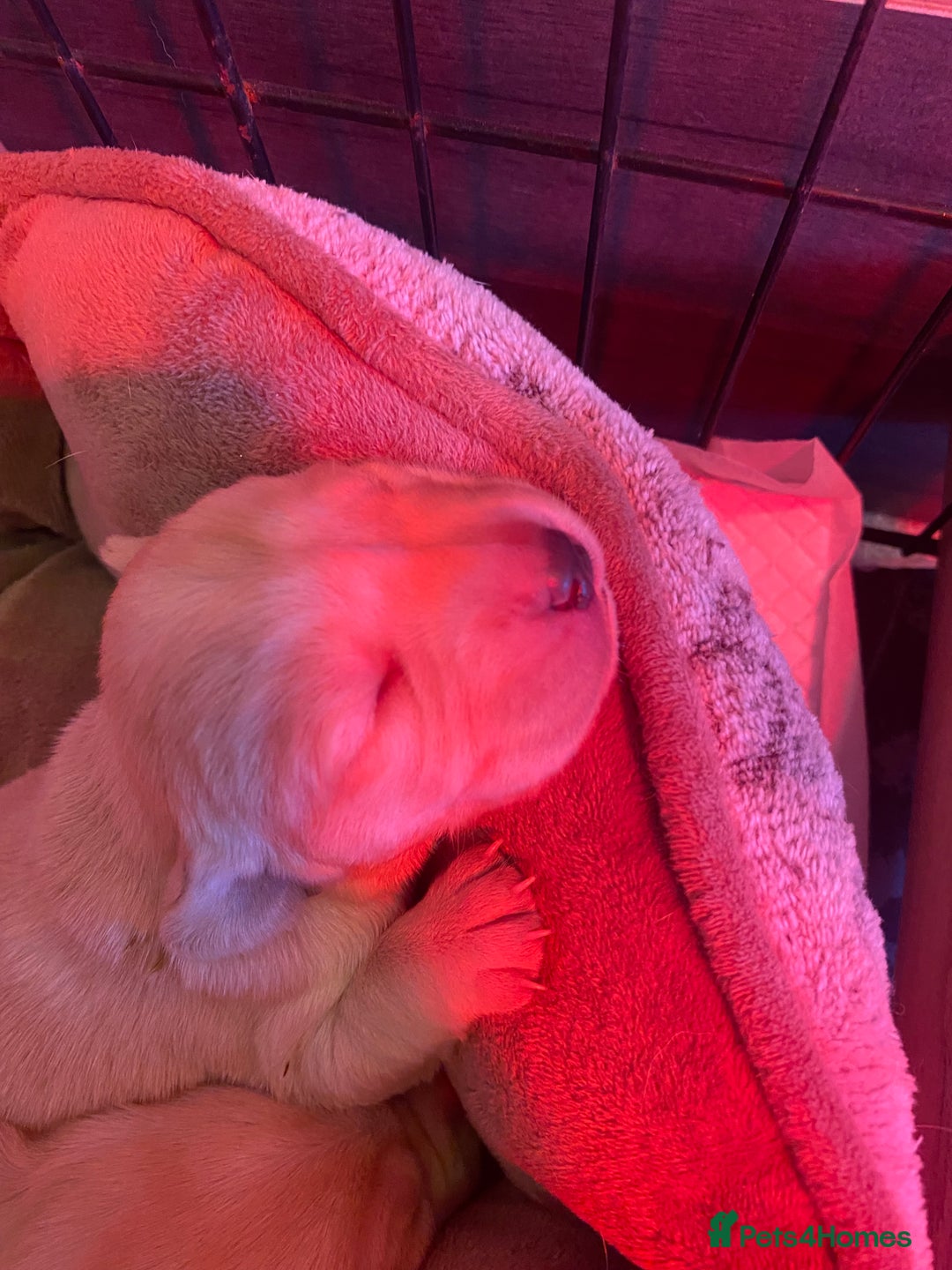 Labrador Retriever dogs for sale: 9 STUNNING YELLOW LABRADORS  - Advert 10