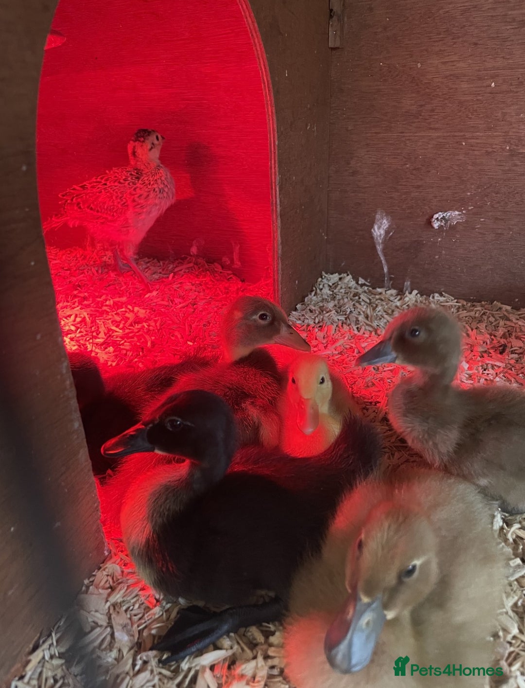 Ducks poultry for sale: Mixed Indian Runner Ducks  - Image 2