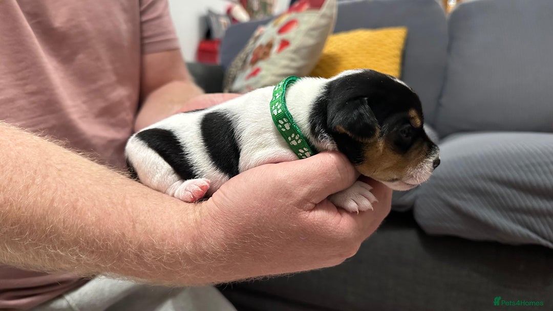 Parson Russell dogs for sale: KC registered Parsons Terriers - Advert 14