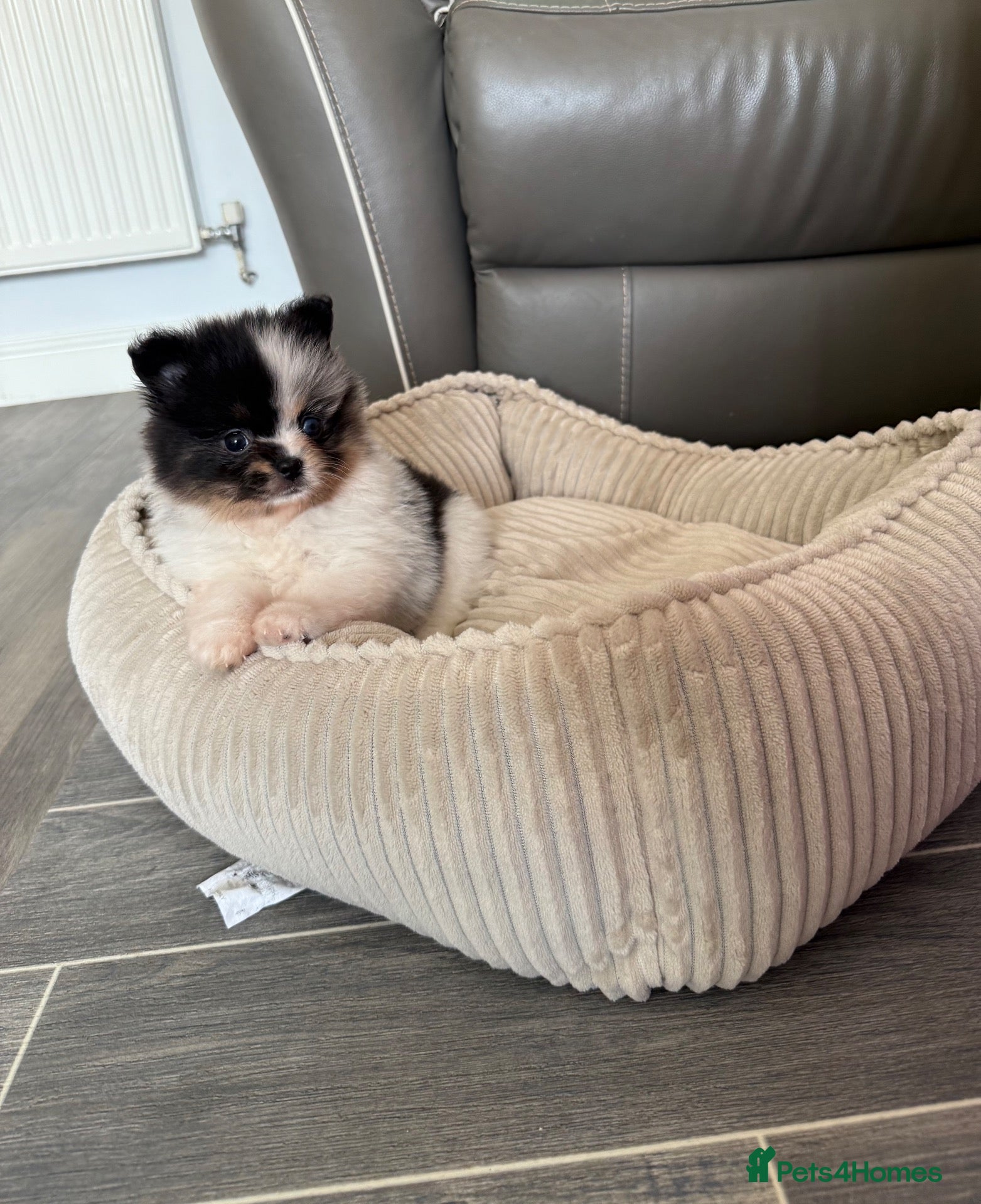 Pomeranian dogs Unique Parti tan Merle blue eye 💎🐼 - Advert 4