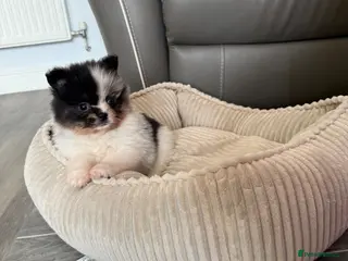 Pomeranian dogs Unique Parti tan Merle blue eye 💎🐼 - Advert 4