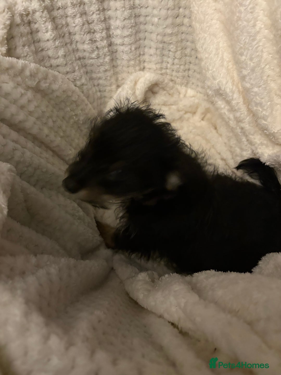 Mixed Breed dogs for sale: Yorkshire terrier x puppies  - Advert 10