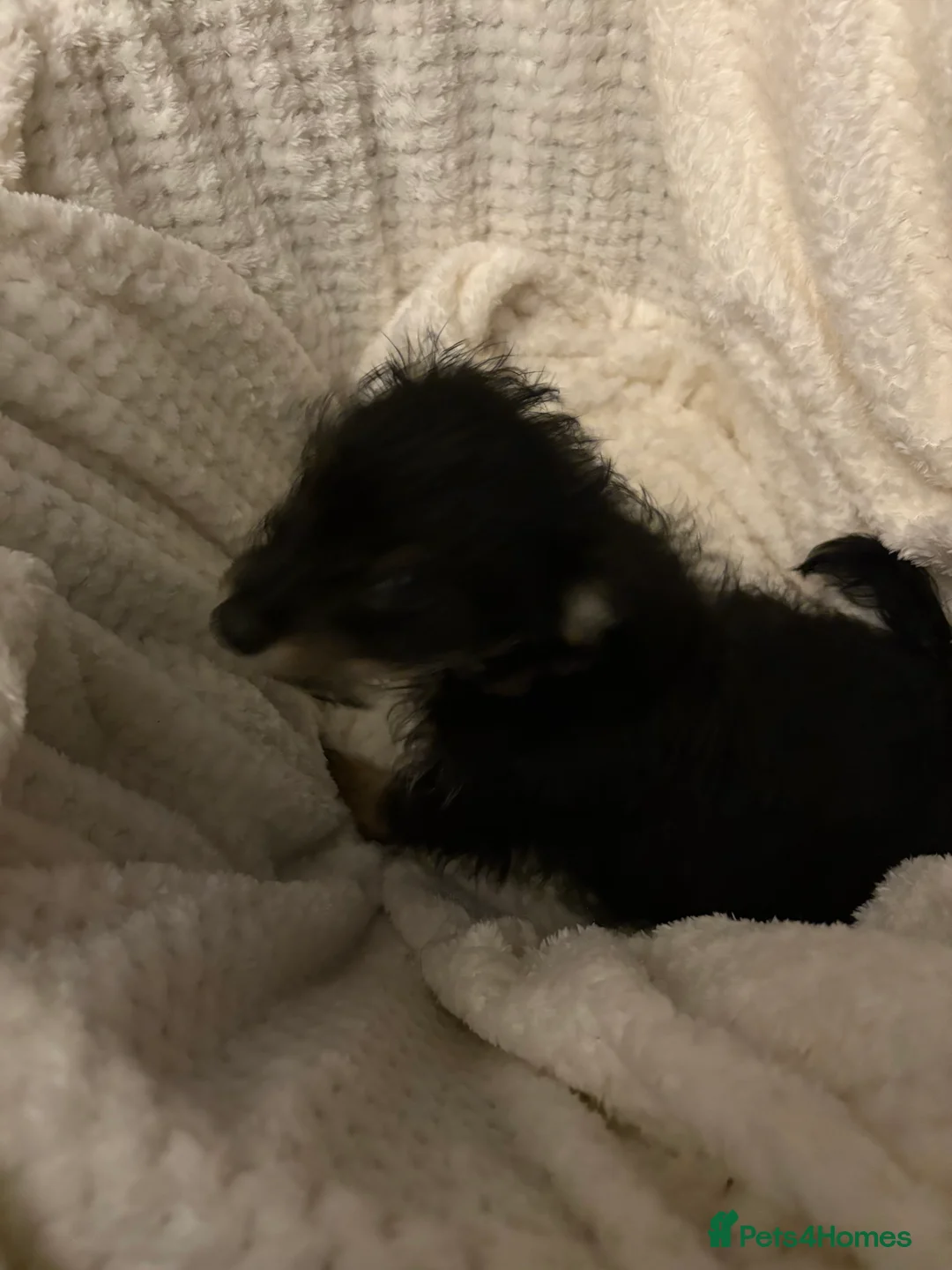 Mixed Breed dogs for sale: Yorkshire terrier x puppies  - Advert 10