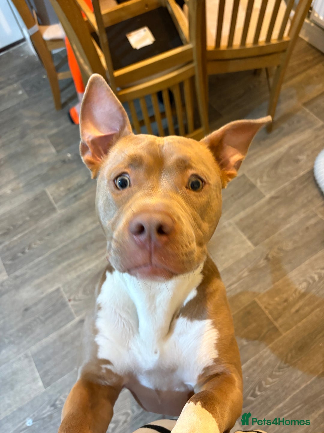 American Bulldog dogs for sale: Marnie - Advert 5