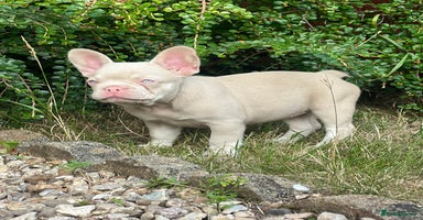 French Bulldog dogs - Advert 1