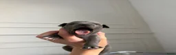 Italian Greyhound dogs for sale: KC Registered Italian Greyhound Puppies  in Carlisle - Advert 12