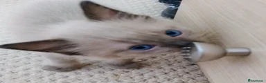 Ragdoll Kitten 6