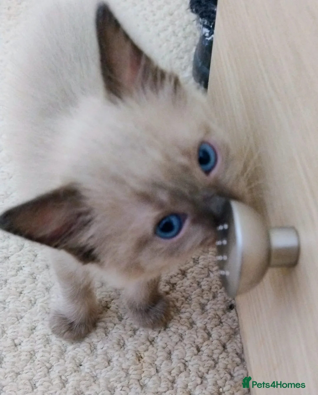 Ragdoll cats for sale: Pure bred Ragdolls need loving homes - Advert 2