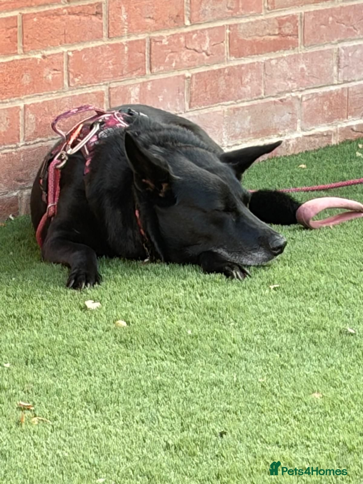 Mixed Breed dogs ❤️Mary❤️: 6 years old, medium-sized gentle girl - Advert 2