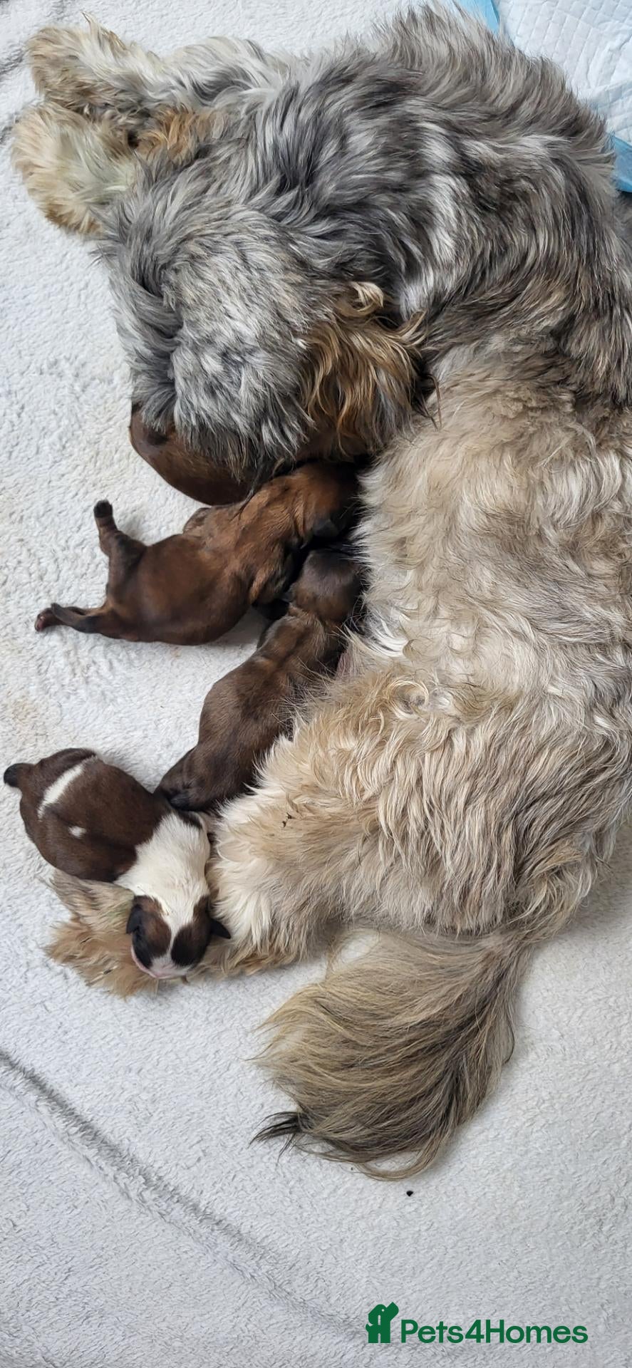 Shih Tzu dogs 3 day old shih tzu puppys - Advert 7