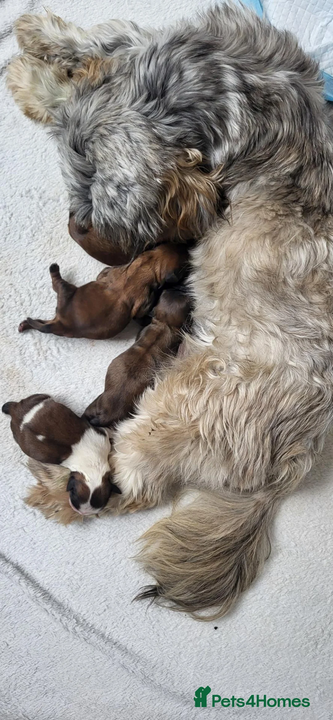 Shih Tzu dogs for sale: 3 day old shih tzu puppys in Treharris - Advert 1