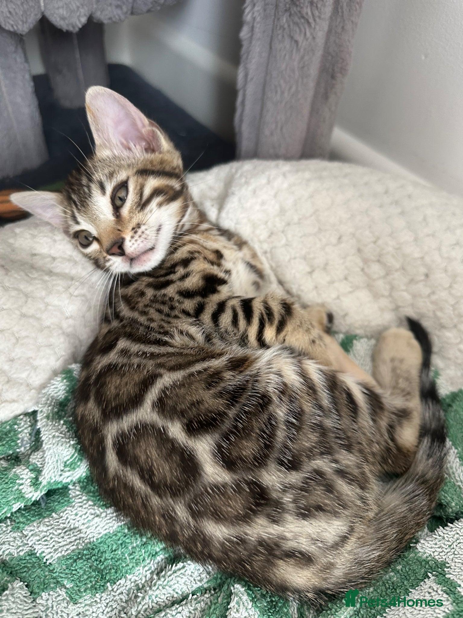 Bengal cats for sale: Bengal kittens for sale in Saffron Walden - Advert 2
