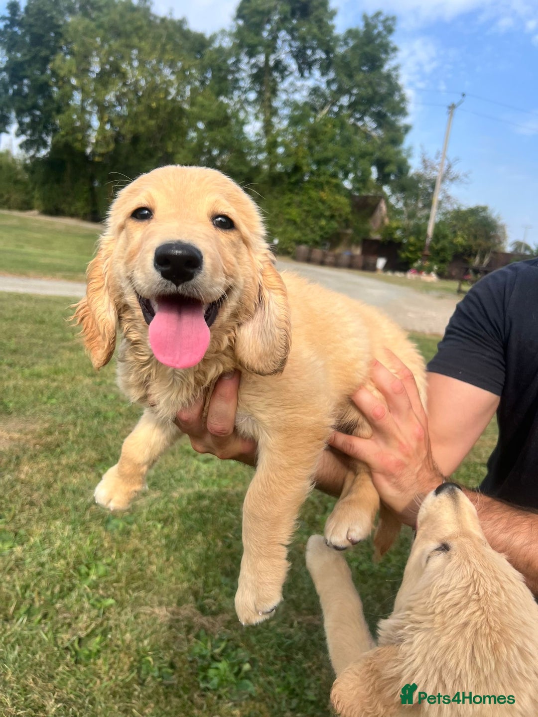 Goldendoodle dogs for sale: Healthy happy small golden retriever type puppies - Image 12