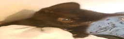 Domestic Shorthair cats for sale: Theora and the Theo-ettes - Advert 4