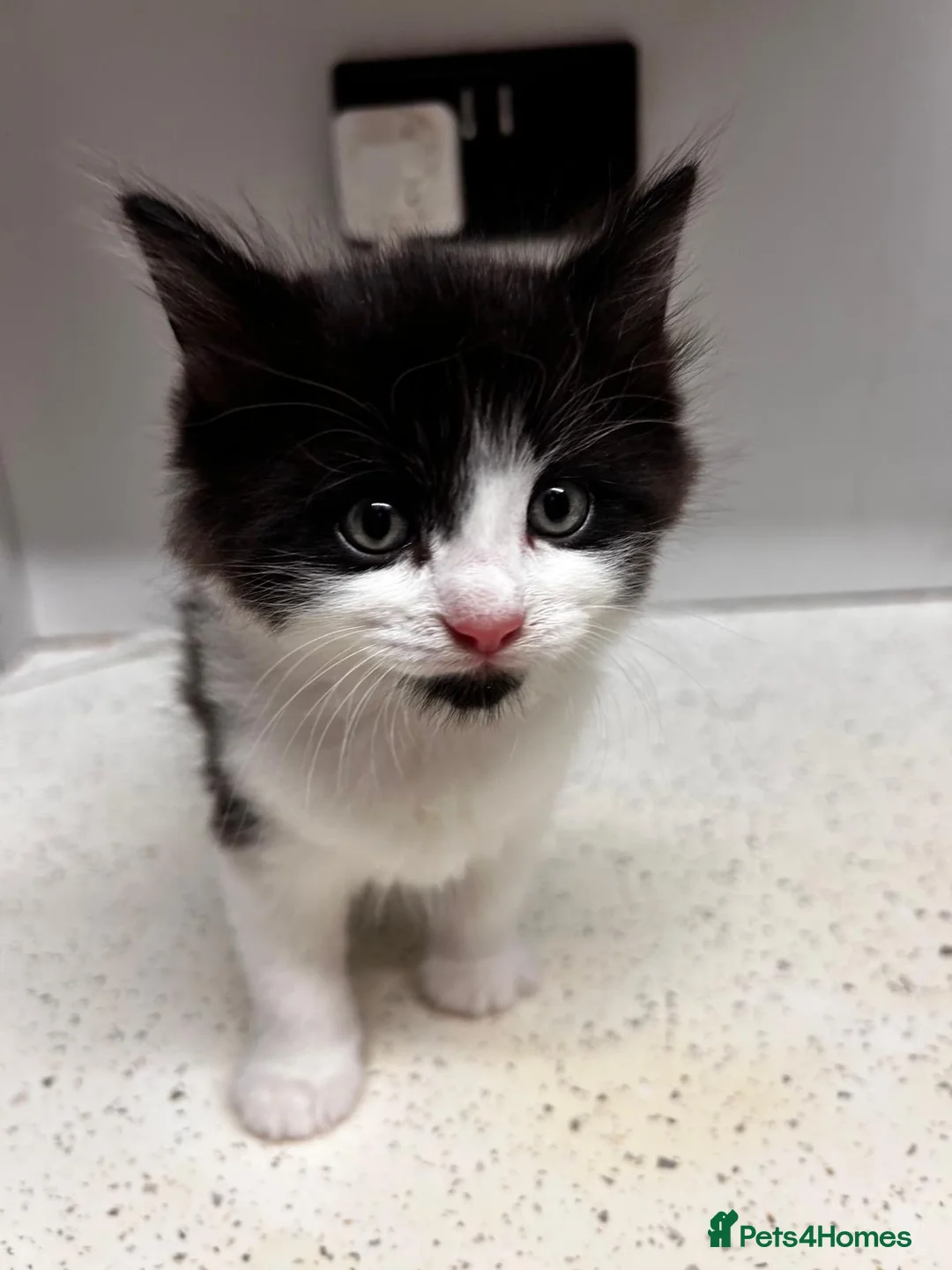 Mixed Breed cats for sale: 6 tuxedo kittens looking for a home (some fluffy!) in London - Advert 8