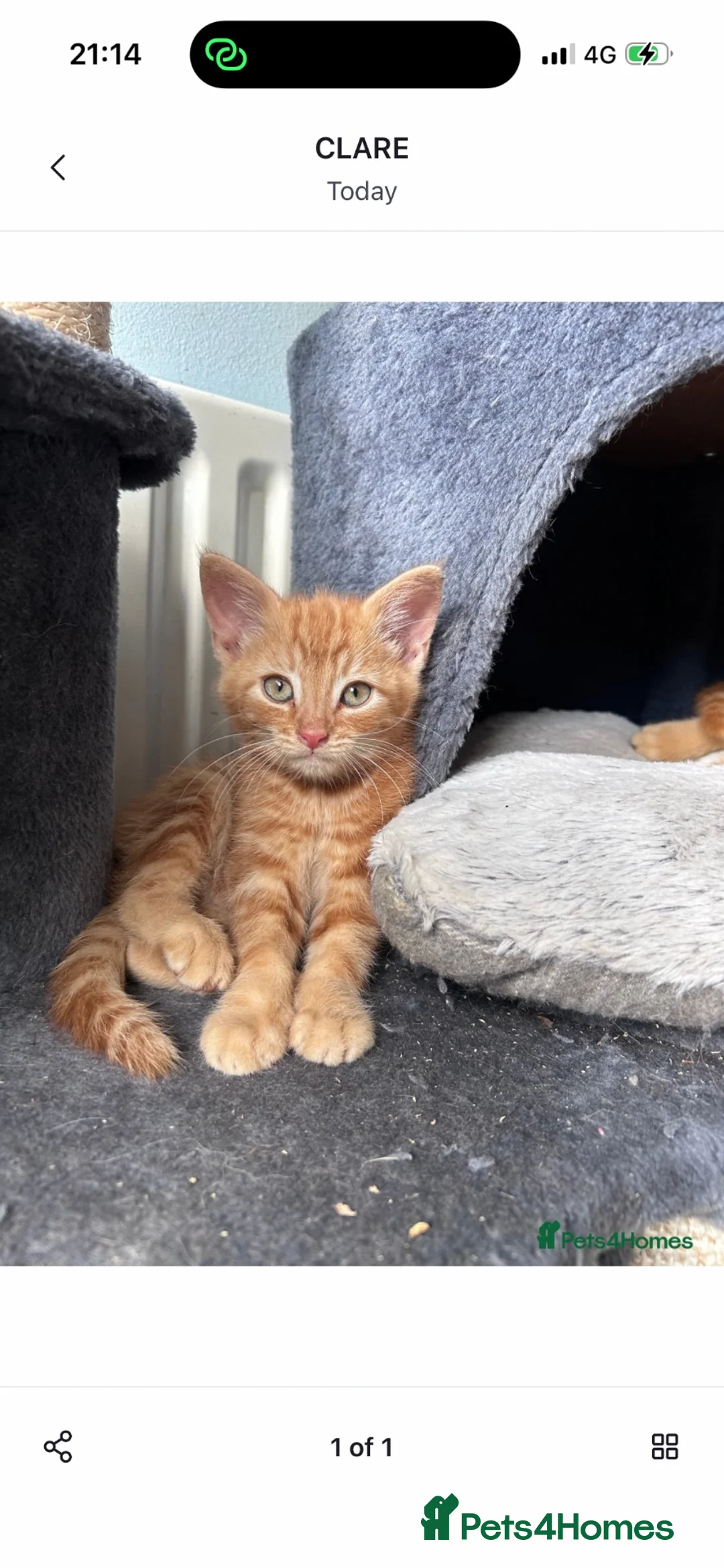 British Shorthair cats for sale: Male ginger kitten for sale  - Advert 5