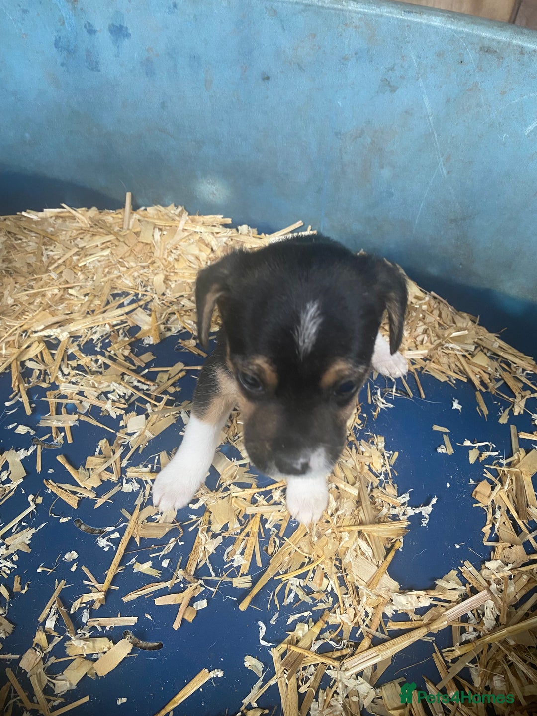 Jack Russell dogs for sale: Jack Russell puppies - Image 4