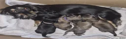 Miniature Dachshund dogs for sale: Kc reg miniature daschund puppies  - Advert 11