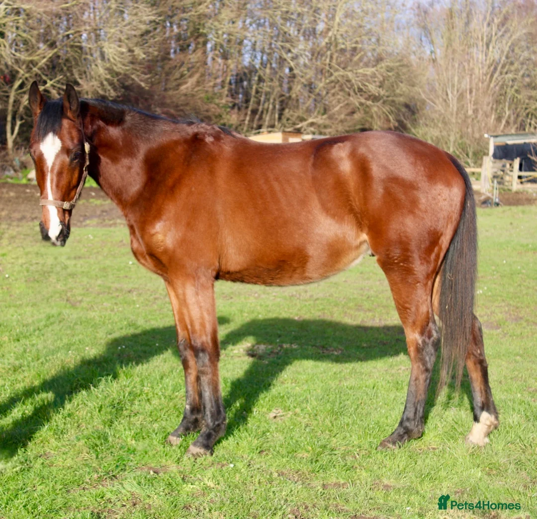 English Thoroughbred horses for sale: 15.2 unbroken project gelding  - Advert 2