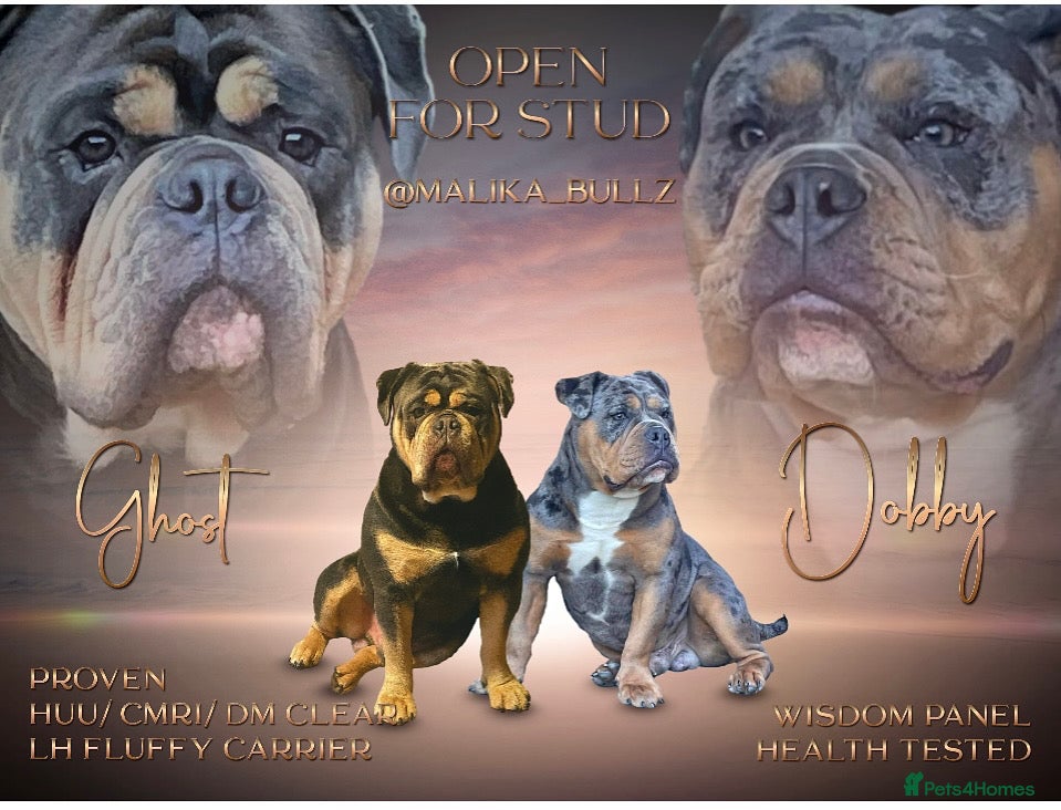 Olde English Bulldogge dogs Proven fluffy gene carrier health tested  - Advert 4