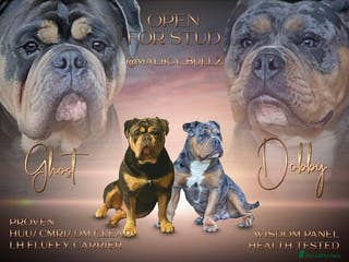 Olde English Bulldogge dogs Proven fluffy gene carrier health tested - Advert 3