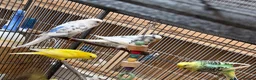 Budgerigars birds for sale: Young mixed coloured budgies for sale  - Advert 3
