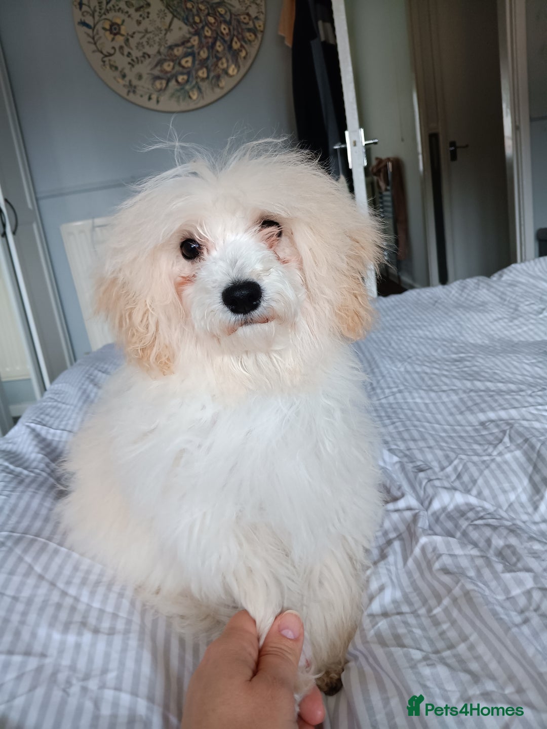 Maltipoo dogs for sale: Maltipoo 1 year old  - Advert 3