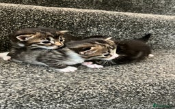 Mixed Breed cats for sale: 3 Healthy, Playful Kittens  - Image 7