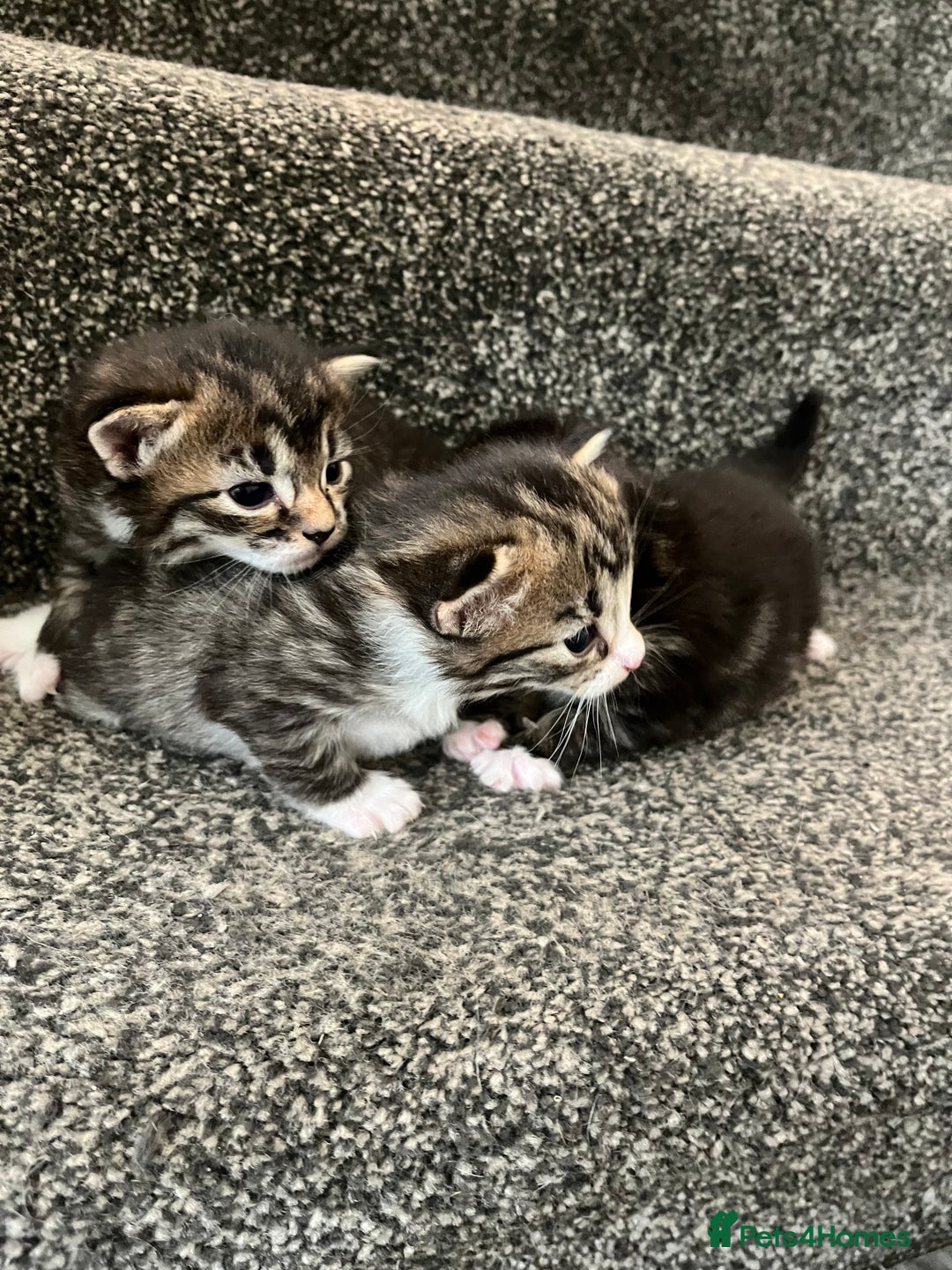Mixed Breed cats for sale: 3 Healthy, Playful Kittens  - Image 7